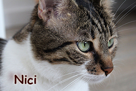Nici