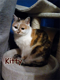 Kitty