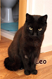 Leo
