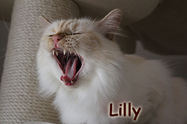 Lilly