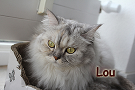 Lou1