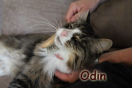 Odin