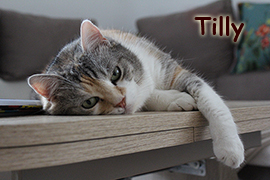 Tilly