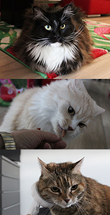 Aegypter Roxy, Snoopy und Tiger 