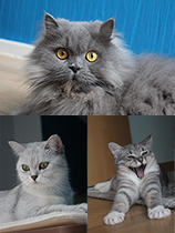 Abu Antar, Almchen und Asma 