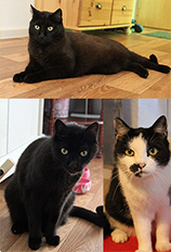 Leo, Spaky und Fienchen